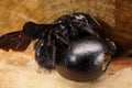 Close-up of caucasian carpenter bee Xylocopa valga on the egg Royalty Free Stock Photo