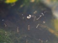 Macro of Aedes mosquito larvae in stagnant water Royalty Free Stock Photo