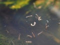 Macro of Aedes mosquito larvae in stagnant water Royalty Free Stock Photo