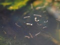 Macro of Aedes mosquito larvae in stagnant water