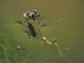 Macro of Aedes mosquito on still water Royalty Free Stock Photo