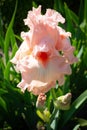 Macro aerial view of a pink iris flower on green background Royalty Free Stock Photo