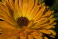 Macro of African Daisy/Cape Marigold (Dimorphotheca sinuata)