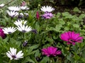 African daisy Osteospermum ecklonis blooms in purple, pink and white with yellow pollen in a botanical garden. Royalty Free Stock Photo