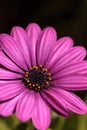 Macro of African daisy Osteospermum ecklonis Royalty Free Stock Photo