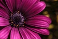 Macro of African daisy Osteospermum ecklonis Royalty Free Stock Photo