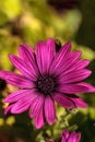 Macro of African daisy Osteospermum ecklonis Royalty Free Stock Photo