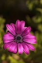 Macro of African daisy Osteospermum ecklonis Royalty Free Stock Photo