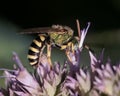 Macro of an Agapostemon striped metallic green sweat bee on purple flowers Royalty Free Stock Photo