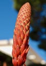 Closeup of a red Blooming agave cactus Royalty Free Stock Photo