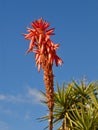 Closeup of a red Blooming agave cactus Royalty Free Stock Photo