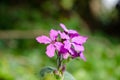 Purple wild flower Agrostemma Githago in close-up.