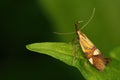 Macro of an Alabonia Geoffrella Moth on a leaf