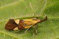 Macro of an Alabonia Geoffrella Moth on a leaf Royalty Free Stock Photo