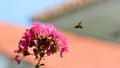 Macro of Amegilla cingulata or blue-banded bee flying Royalty Free Stock Photo