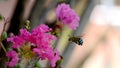 Macro of Amegilla cingulata or blue-banded bee Royalty Free Stock Photo