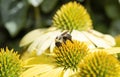 Macro American Bumble-bee Bombus pensylvanicus on Double Decker Cone Flower Royalty Free Stock Photo