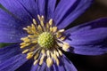 Macro of Anemone blanda, grecian windflower with flower center piece and pollen stamens