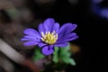 Macro of Anemone blanda, grecian windflower with flower center piece and pollen stamens Royalty Free Stock Photo