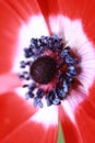 Macro Anemone Flower