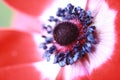 Macro Anemone Flower