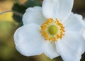 Macro of anemone `Honorine Jobert` Royalty Free Stock Photo