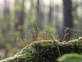 Macro anophyte moss green spring Royalty Free Stock Photo