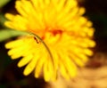 Macro ant crawling on a branch against the background of a blooming dandelion Royalty Free Stock Photo