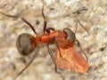 Macro Ant eating Royalty Free Stock Photo