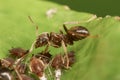 Ant and Aphids Royalty Free Stock Photo