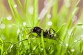 Macro ant in grass with dew Royalty Free Stock Photo