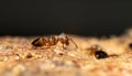 Macro of an ant on the ground Royalty Free Stock Photo
