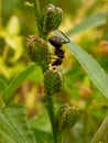 macro ant photo Royalty Free Stock Photo