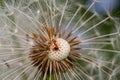 Macro of an ant on puffy dandelion Royalty Free Stock Photo