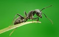 Macro of ant sitting on grass top Royalty Free Stock Photo