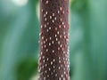 Macro of anthurium plowmanii, selective focus on anthurium red seeds Royalty Free Stock Photo