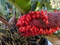 Anthurium plowmanii or anthurium red seeds Royalty Free Stock Photo