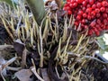 Anthurium plowmanii or anthurium red seeds Royalty Free Stock Photo