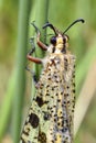 Macro antlion on grass Royalty Free Stock Photo