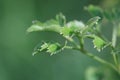 Macro of plant geranium aralia, polyscias guilfoylei.