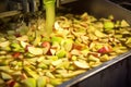 macro of apple bits being processed for cider