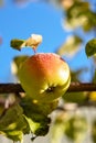 Macro of apple on the branch with leaves covered with hoarfrost Royalty Free Stock Photo