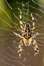 Macro of Araneus diadematus spider with backlight