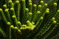 Macro araucaria branches closeup. Green coniferous plant. Monkey puzzle tree. Chilean pine Royalty Free Stock Photo