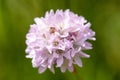 Macro of a Armeria alpina