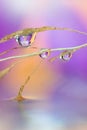 A macro art portrait of a blade of grass with some water drops on it touching the surface of some water. Inside the droplets there