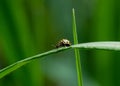 Macro Asian Lady Beetle Harmonia Axyridis, Close up yellow ladybug walking on grass leaf in the morning, cute ladybird with black