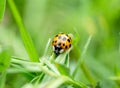 Macro Asian Lady Beetle Harmonia axyridis, Close up yellow ladybug walking on grass leaf in the morning