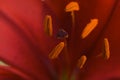Macro Asiatic Lily Bloom Anthers Royalty Free Stock Photo