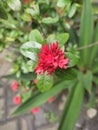 Macro Asoka young flowers on garden